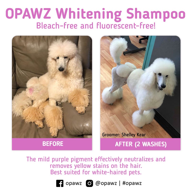 OPAWZ 05 Whitening Purple Shampoo for Dog and Cat, Safely Remove Yellow Stains, with No Bleach, Peroxide and Sulfate, Professional Groomers Recommended Product, 16.9 oz - Image 5